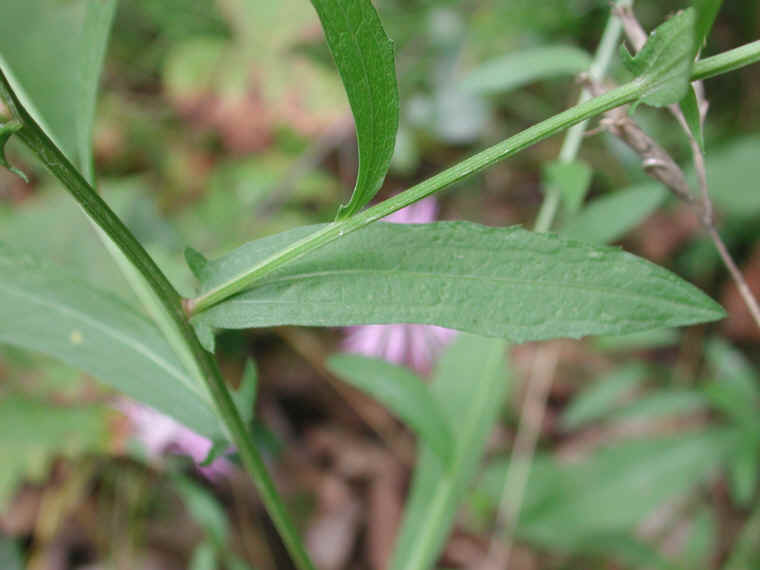 Knapweed - Star Thistle - Bachelor's Button (Centaurea spp.) - 21