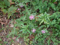 Knapweed (Centaurea spp.) - 22