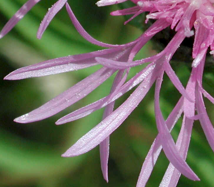 Knapweed - Star Thistle - Bachelor's Button (Centaurea spp.) - 10a
