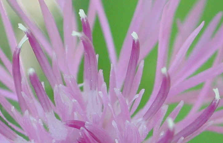 Knapweed - Star Thistle - Bachelor's Button (Centaurea spp.) - 03a