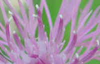 Knapweed (Centaurea spp.) - 03a