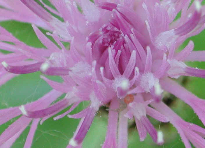Knapweed - Star Thistle - Bachelor's Button (Centaurea spp.) - 03b