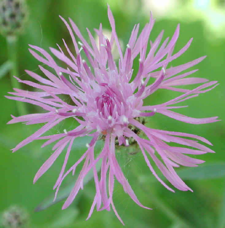 Knapweed - Star Thistle - Bachelor's Button (Centaurea spp.) - 04