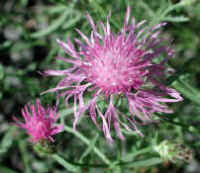 Knapweed (Centaurea spp.) - 05