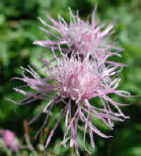 Knapweed (Centaurea spp.) - 06