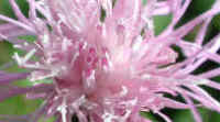 Knapweed (Centaurea spp.) - 07