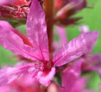 Loosestrife, Purple (Lythrum salicaria) - 02