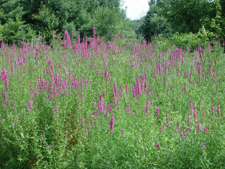 Loosestrife, Purple (Lythrum salicaria) - 05