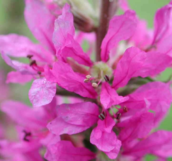 Loosestrife, Purple (Lythrum salicaria) - 07