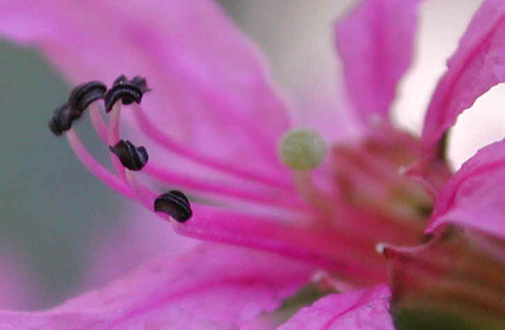 Loosestrife, Purple (Lythrum salicaria) - 12
