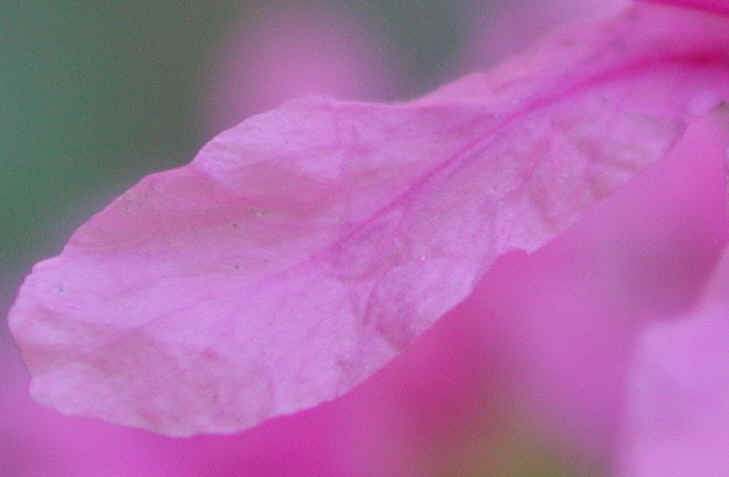 Loosestrife, Purple (Lythrum salicaria) - 12a