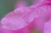 Loosestrife, Purple (Lythrum salicaria) - 12a