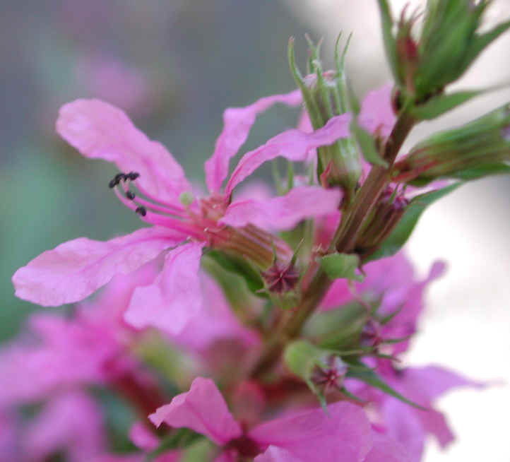Loosestrife, Purple (Lythrum salicaria) - 13