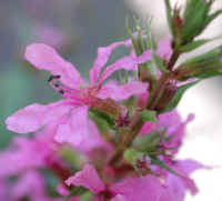 Loosestrife, Purple (Lythrum salicaria) - 13
