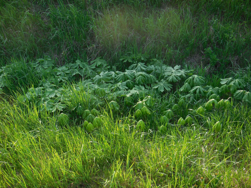 Mayapple - 01