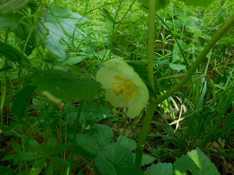 Mayapple - 20220528-04