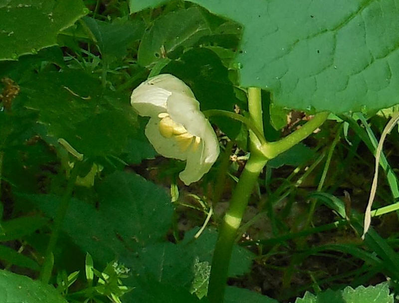 Mayapple - 20220528-05a