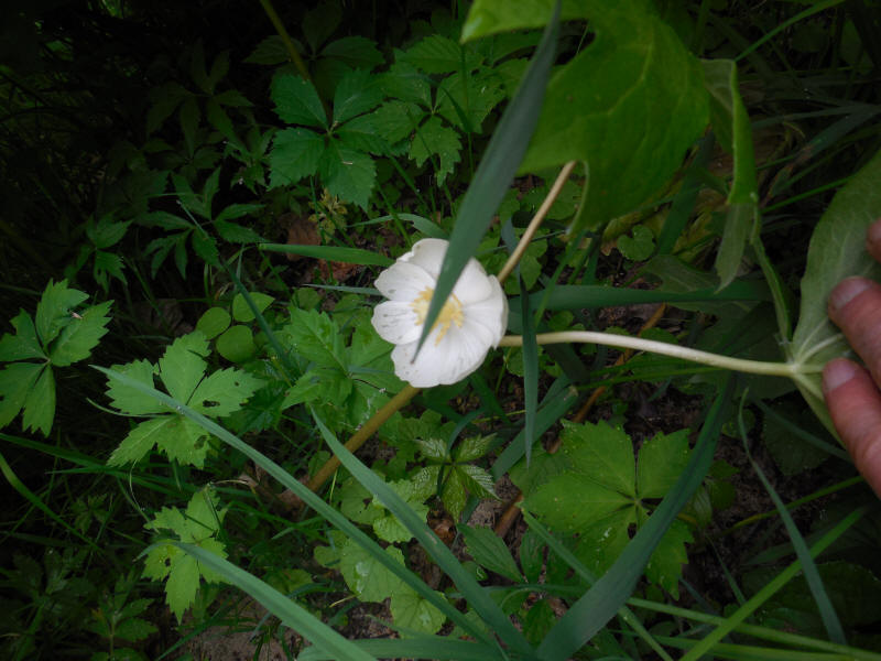 Mayflower - 20220528-07