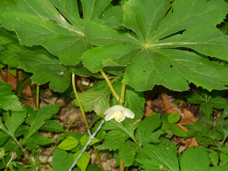 Mayapple - 20220528-08