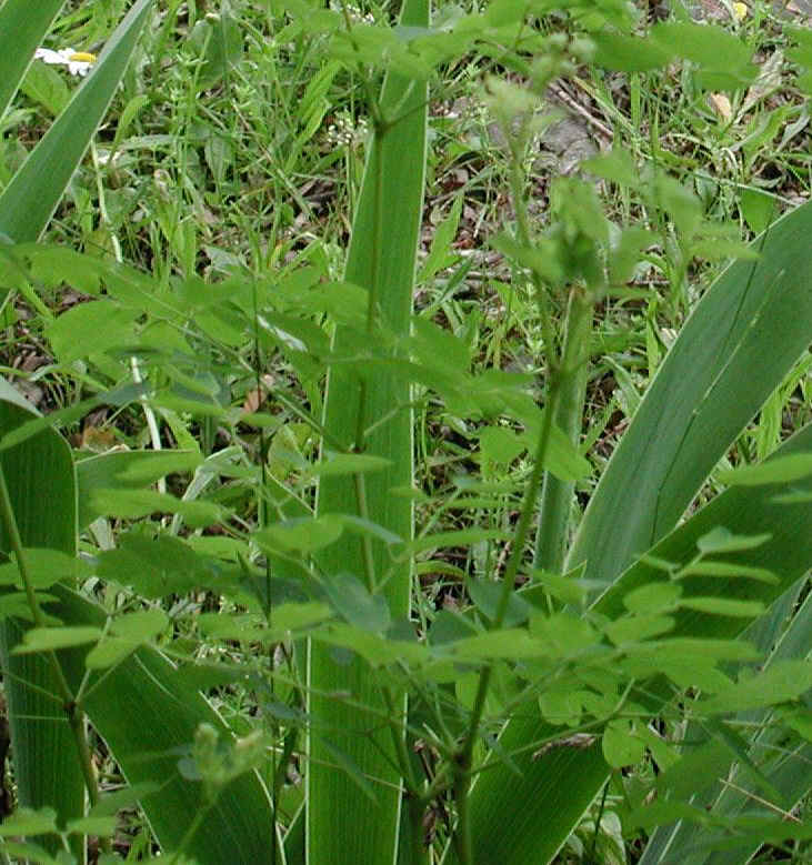 Meadow Rue, Tall (Thalictrum polygamum) - 01a