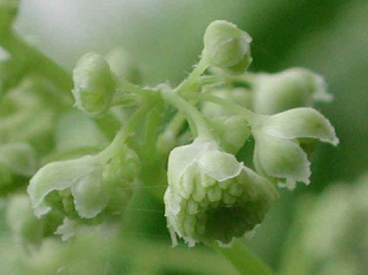 Meadow Rue, Tall (Thalictrum polygamum) - 02a