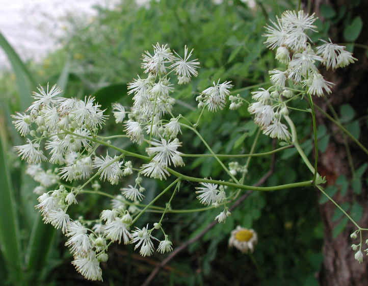 Meadow Rue, Tall (Thalictrum polygamum) - 03