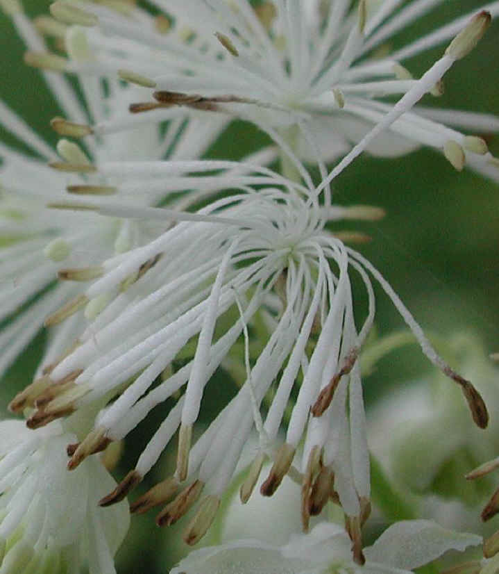 Meadow Rue, Tall (Thalictrum polygamum) - 04a