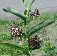 Milkweed (Asclepias syriaca) - 02