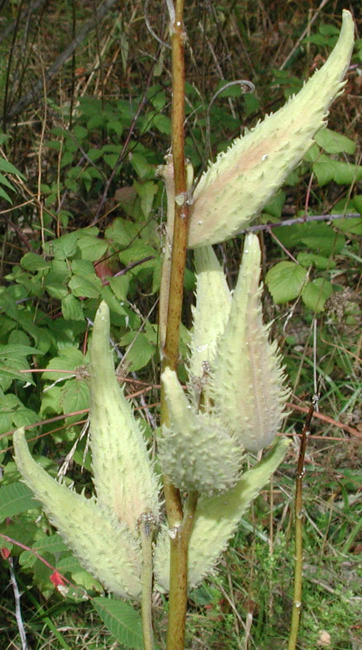Milkweed (Asclepias syriaca) - 10