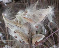 Milkweed (Asclepias syriaca) - 13