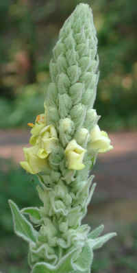 Mullein, Common (Verbascum thapsus) - 02
