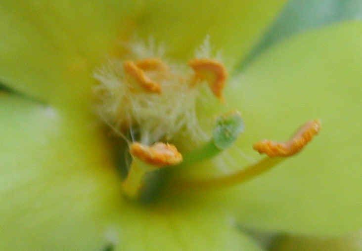 Common Mullein (Verbascum thapsus) - 04