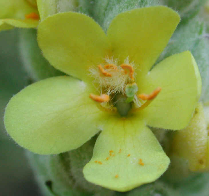 Common Mullein (Verbascum thapsus) - 05