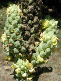 Mullein, Common (Verbascum thapsus) - 07