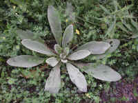 Mullein, Common (Verbascum thapsus) - 08