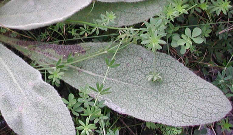Common Mullein (Verbascum thapsus) - 08a
