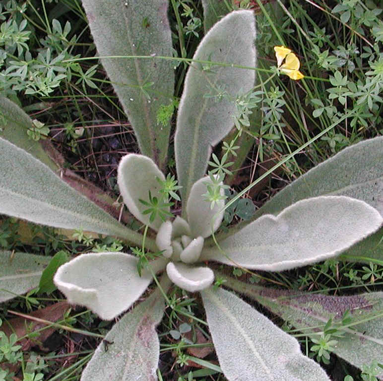 Common Mullein (Verbascum thapsus) - 08b