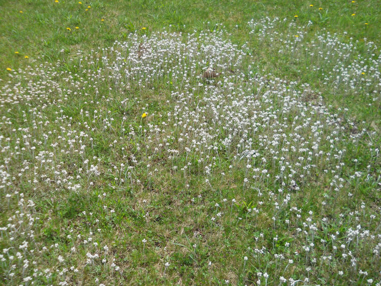 Pussytoes, Plantain-leaved (Antennaria plantaginifolia) aka Woman's Tobacco - 02