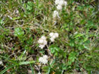 Pussytoes, Plantain-leaved (Antennaria plantaginifolia) - 03