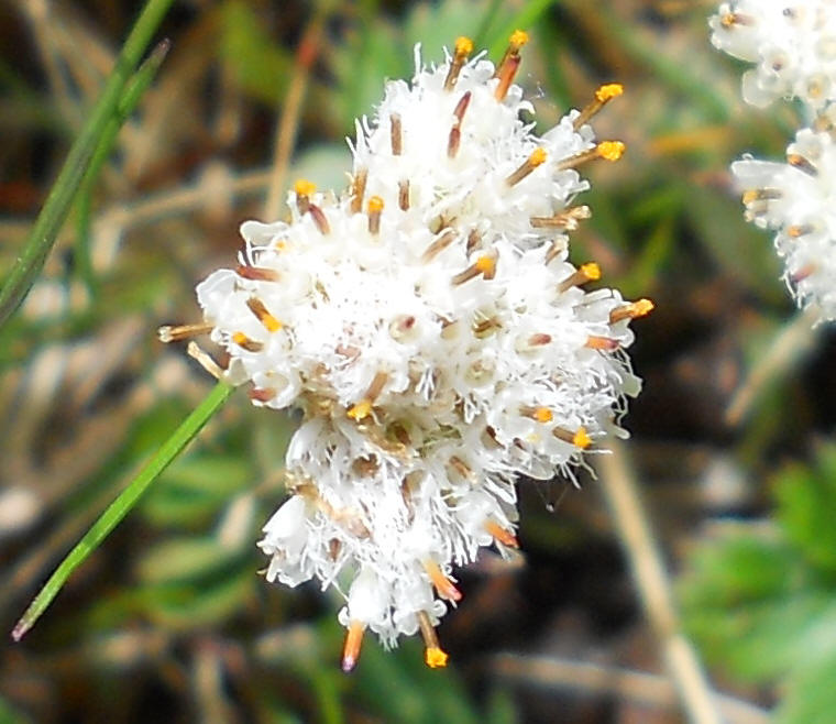 Pussytoes, Plantain-leaved (Antennaria plantaginifolia) aka Woman's Tobacco - 03a