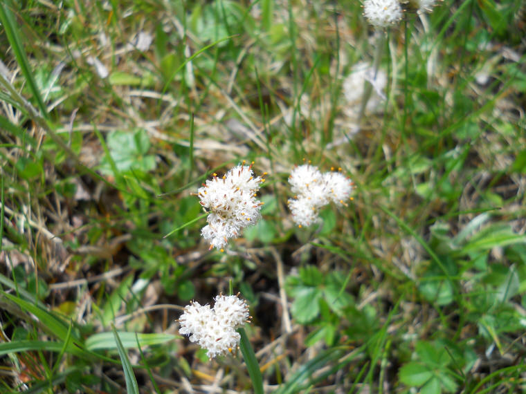 Pussytoes, Plantain-leaved (Antennaria plantaginifolia) aka Woman's Tobacco - 04