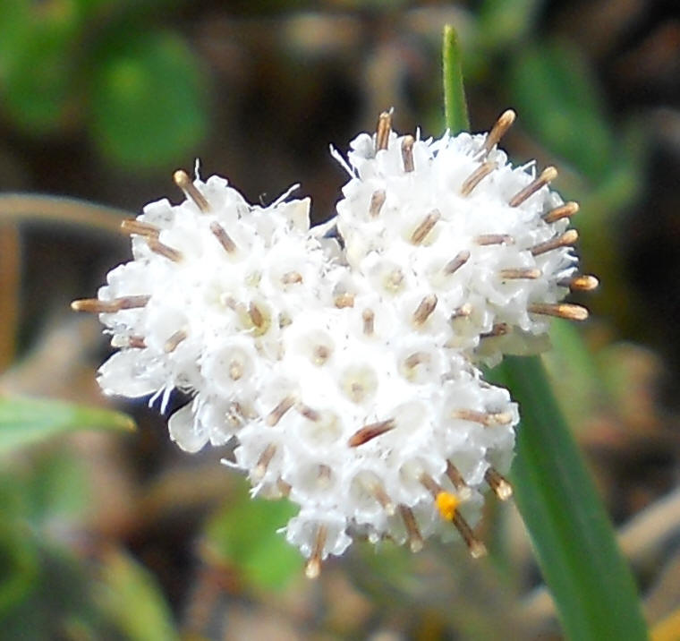 Pussytoes, Plantain-leaved (Antennaria plantaginifolia) aka Woman's Tobacco - 04a