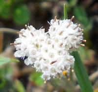 Pussytoes, Plantain-leaved (Antennaria plantaginifolia) - 04a
