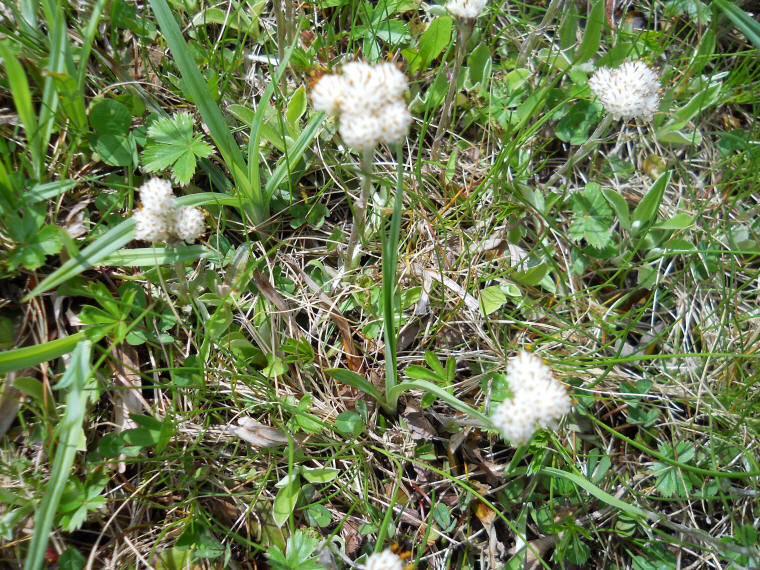 Pussytoes, Plantain-leaved (Antennaria plantaginifolia) aka Woman's Tobacco - 05
