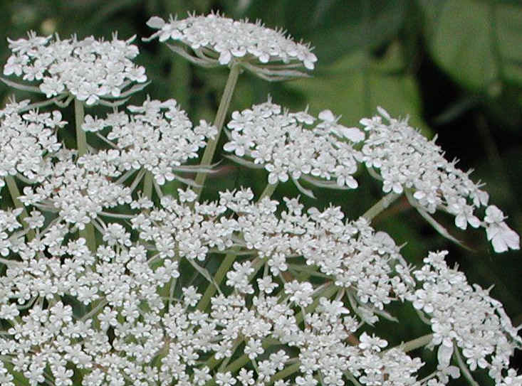 Queen Anne's Lace (Daucus carota) - 03a