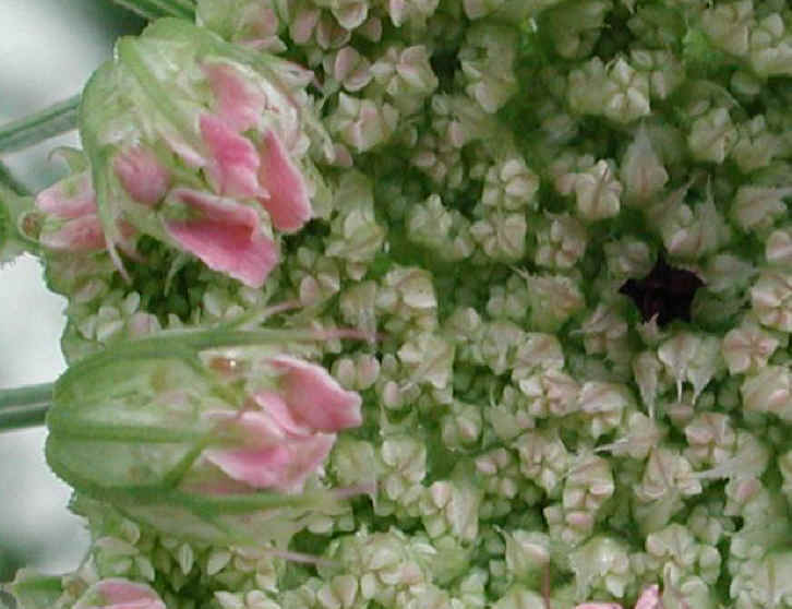 Queen Anne's Lace (Daucus carota) - 04a
