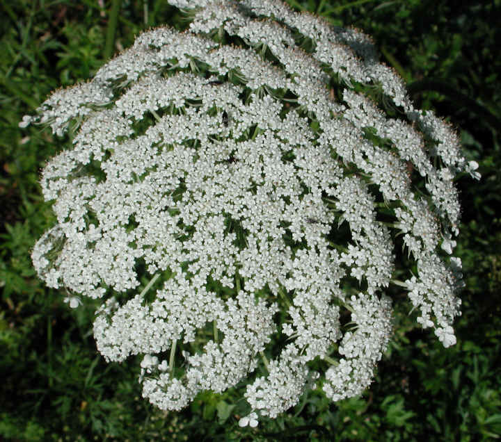Queen Anne's Lace (Daucus carota) - 05