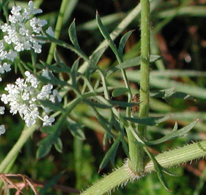 Queen Anne's Lace (Daucus carota) - 06