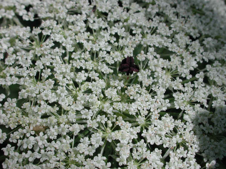 Queen Anne's Lace (Daucus carota) - 08