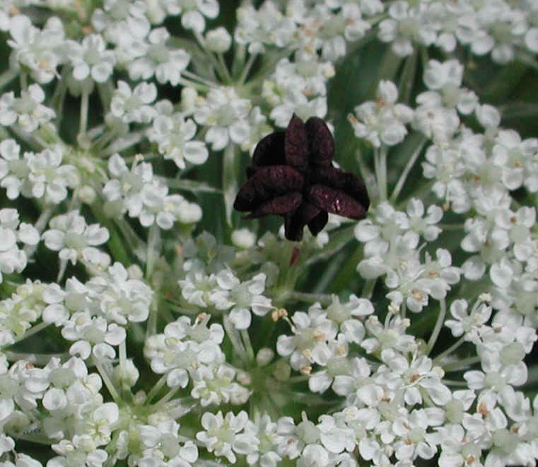 Queen Anne's Lace (Daucus carota) - 08a